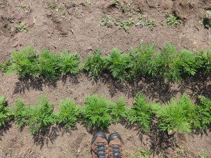 Ragweed plants at the River Terrace field site (6 weeks, rural location)