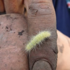 Dirty field hands and a furry friend. Yellow wooly bear, Spilosoma virginica.