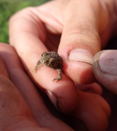 Tiny frog (I think). Not sure of the species