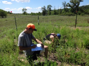 CBS undergraduates Eric Holton and Liz Sampson collecting data at the River Terrace field site